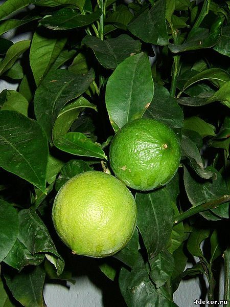 Плоды бергамота